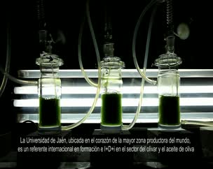 Universidad de Jaén, referente internacional en I+D+I para el sector oleícola