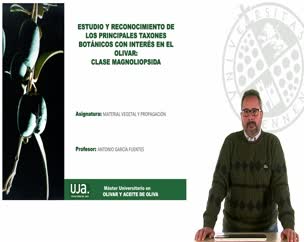 Estudio y reconocimiento de los principales taxones botánicos con interés en el olivar: Clase magnoliopsida