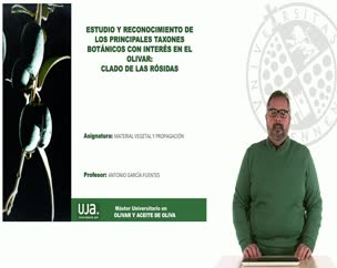 Estudio y reconocimiento de los principales taxones botánicos con interés en el olivar: Clado de las rósidas