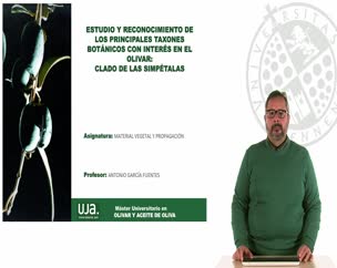 Estudio y reconocimiento de los principales taxones botánicos con interés en el olivar: Clado de las simpételas