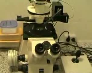 Microscopio invertido